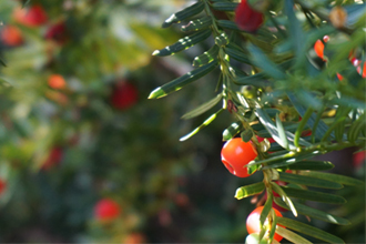 サンプルイメージ